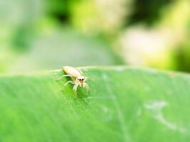 Close up of white hentzia jumping spider on the taro leaf photo