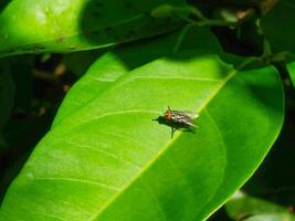 close up of house fly on the leaf photo