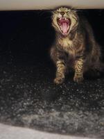 yawning tabby cat on the street photo