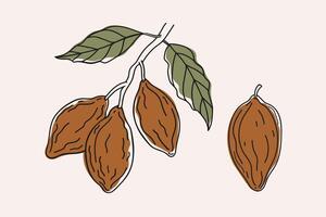 Cocoa branch and fruit. Drawn coloured sketch of cocoa plant on isolated background for logo, label, print, wrapping, template. Ingredient for chocolate, dessert, cosmetic, butter vector