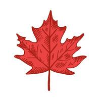 Red maple leaf engraved, symbol of Canada. Hand drawn illustration on isolated background. Design element for congratulation of Canada Day, sign for print, paper, card, flyer vector