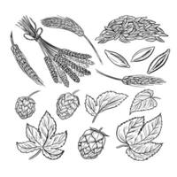 Barley, grain malt and hops. Ingredients for brewing. An illustration with black and white graphics. Elements of cliparts for the design of labels, packages, posters about the beer production. vector