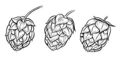 Cones of hops. A set of black-and-white hand-drawn illustrations highlighted on a white background. Design elements for pub or restaurant menus, labels and poster, logo and packaging vector