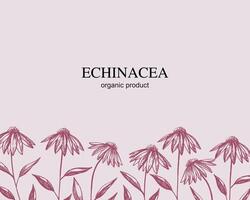 Echinacea label for text, hand drawn illustration. Background with engraved pink echinacea flowers, medicinal plant branches. Floral design border template for print, card, paper, sign wrapping vector