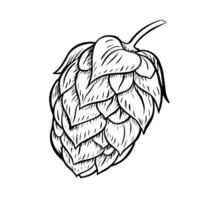 Cone of hop. A black-and-white hand-drawn illustration highlighted on a white background. Design elements for pub or restaurant menus, label and poster, logo and packaging vector