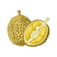 Illustration of durian fruit, tropical fruit, isolated on white background. vector