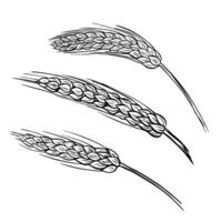 Wheat bread ears cereal crop sketch. Wheat, barley and grain malt. For poster with production process brewery of beer or whiskey. vintage engraved illustration. Hand drawn design element vector