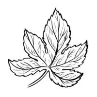 A leaf of a hop plant. black and white hand-drawn illustration on a white background. Design elements for pub and restaurant menus, labels and posters, logos and packaging. vector