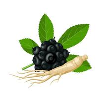 ilustración, fruta, hojas y raíces de siberiano ginseng, científico nombre eleuterococo, aislado en blanco antecedentes. vector