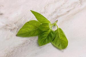 Raw green basil leaves seasoning photo