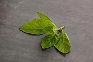 Raw green basil leaves seasoning photo