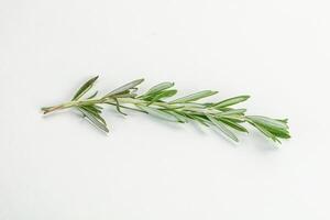 Rosemary branch - organic spicy herb photo