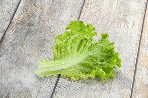 Ripe green salad lettuce leaf photo