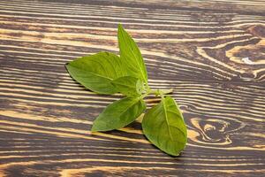crudo verde albahaca hojas Condimento foto