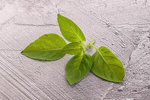 Raw green basil leaves seasoning photo