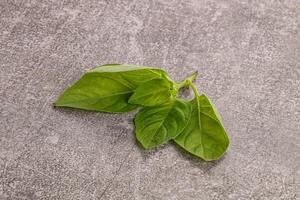 Raw green basil leaves seasoning photo