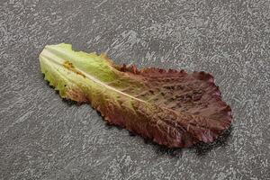 Green lettuce salad leaf isolated photo