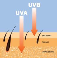 piel comparar , proteger ambos uva y ultravioleta, ultravioleta comparación vector