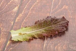 Green lettuce salad leaf isolated photo