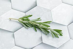 Rosemary branch - organic spicy herb photo