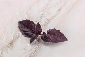 púrpura crudo orgánico albahaca hojas foto