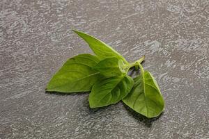 Raw green basil leaves seasoning photo