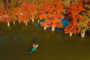 Aerial view with woman on paddle on stand up paddle board at lake with Taxodium distichum trees in autumn photo