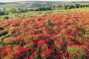Blooming field from Aerial view. Wild red flowers photo