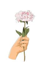 hand holding pink rose flower on white background vector