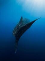 Shark tail in deep blue ocean. Silhouette of giant shark swimming underwater photo