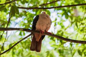 rosado paloma un árbol en negro río parque de Mauricio foto