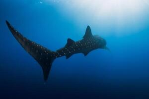 Whale shark in deep ocean. Silhouette of giant shark swimming underwater photo