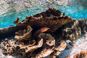Underwater view with corals and fish in blue sea photo