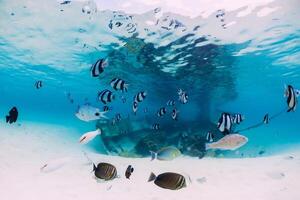 Tropical ocean with wreck of boat on sandy bottom and school of fish, underwater in Mauritius photo