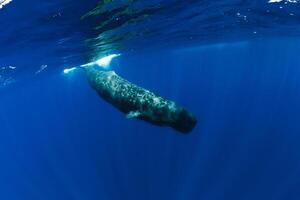 Sperm whale swim in Indian ocean, Mauritius. photo