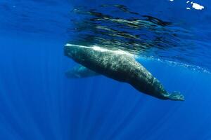 Sperm whales swim in blue ocean Mauritius. photo