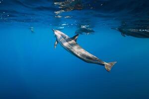 Family of dolphins in ocean ocean. Dolphins in underwater photo