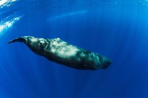 Sperm whales swimming underwater in ocean near Mauritius. photo