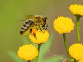 a brown and black bee is perched on a yellow flower photo