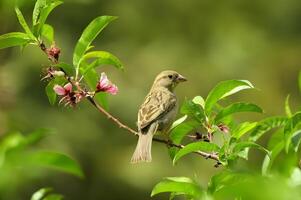 a gray small bird is on a tree branch photo