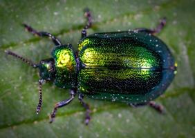 a jewel beetle is on a green leaf photo