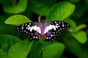 a butterfly is trying to be seated on green leaf photo