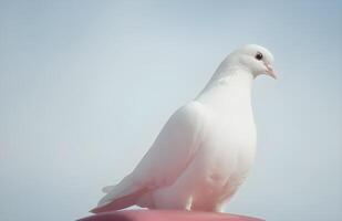 a white dove is on a color background photo