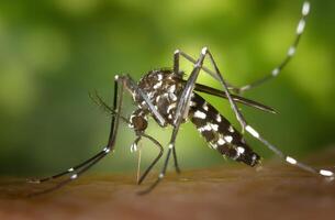 a black white mosquito is perched on floor photo