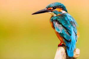 close up photo of a kingfisher