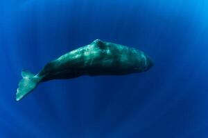 Sperm whale in the deep blue ocean, Mauritius. photo