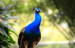 a blue and brown peacock is standing on soil photo