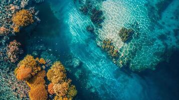 Underwater view of azure water with fluid coral reef and marine organisms photo