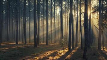 Natural landscape with sunlight peeking through forest trees photo