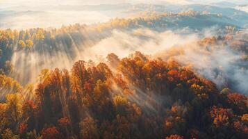 de otoño aliento. niebla y rayos de sol terminado bosque pabellón foto